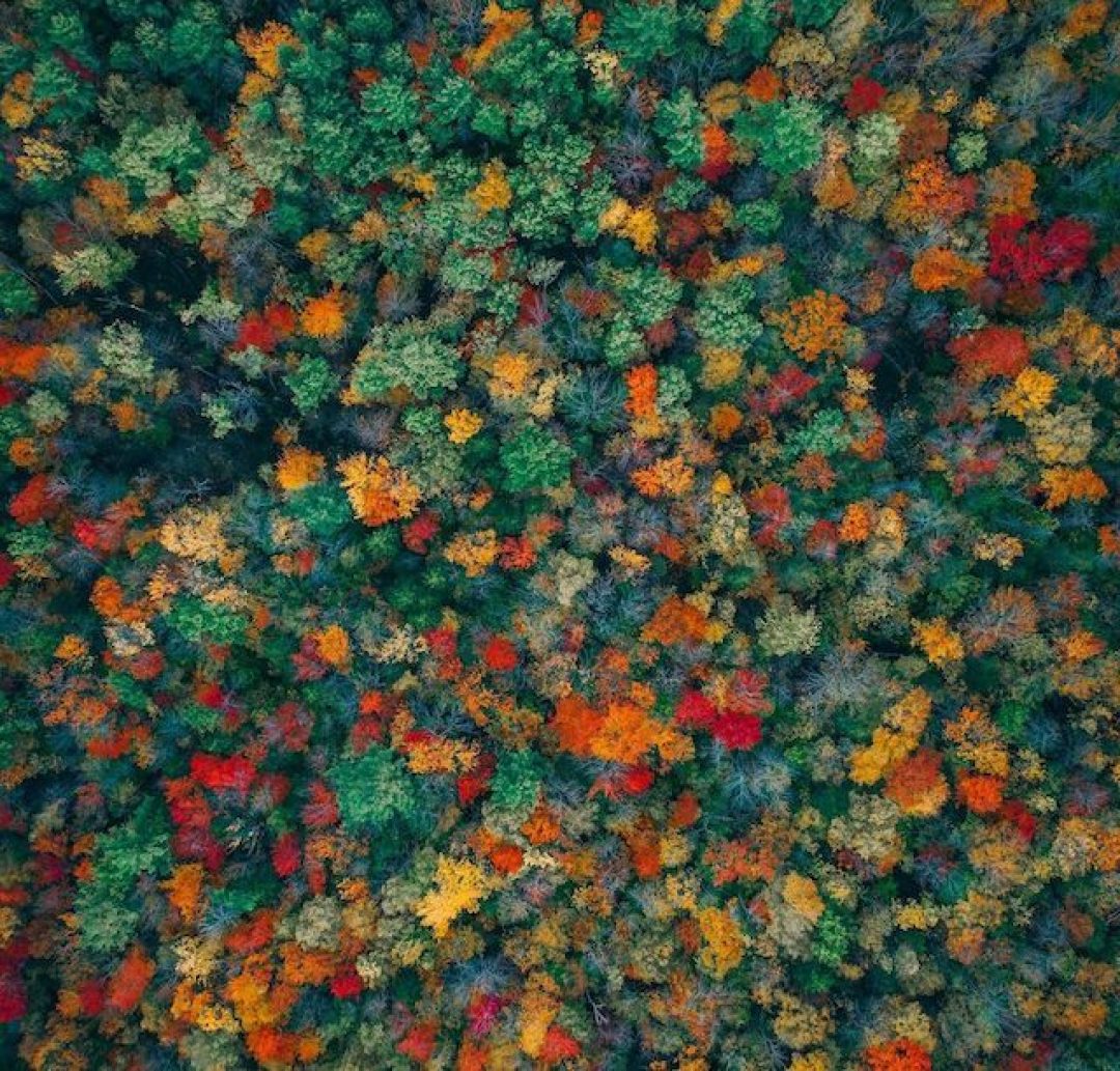 Build Culture of Sustainability - Aerial view of trees