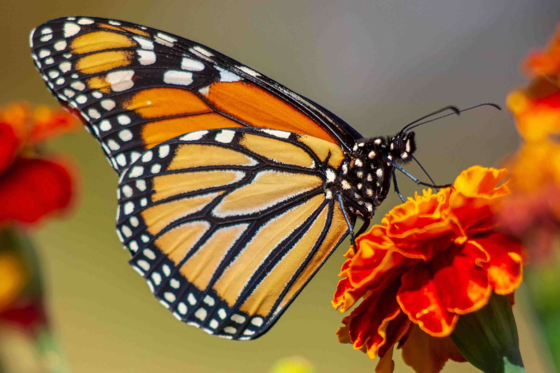 Orange monarch butterfly sitting on a flower