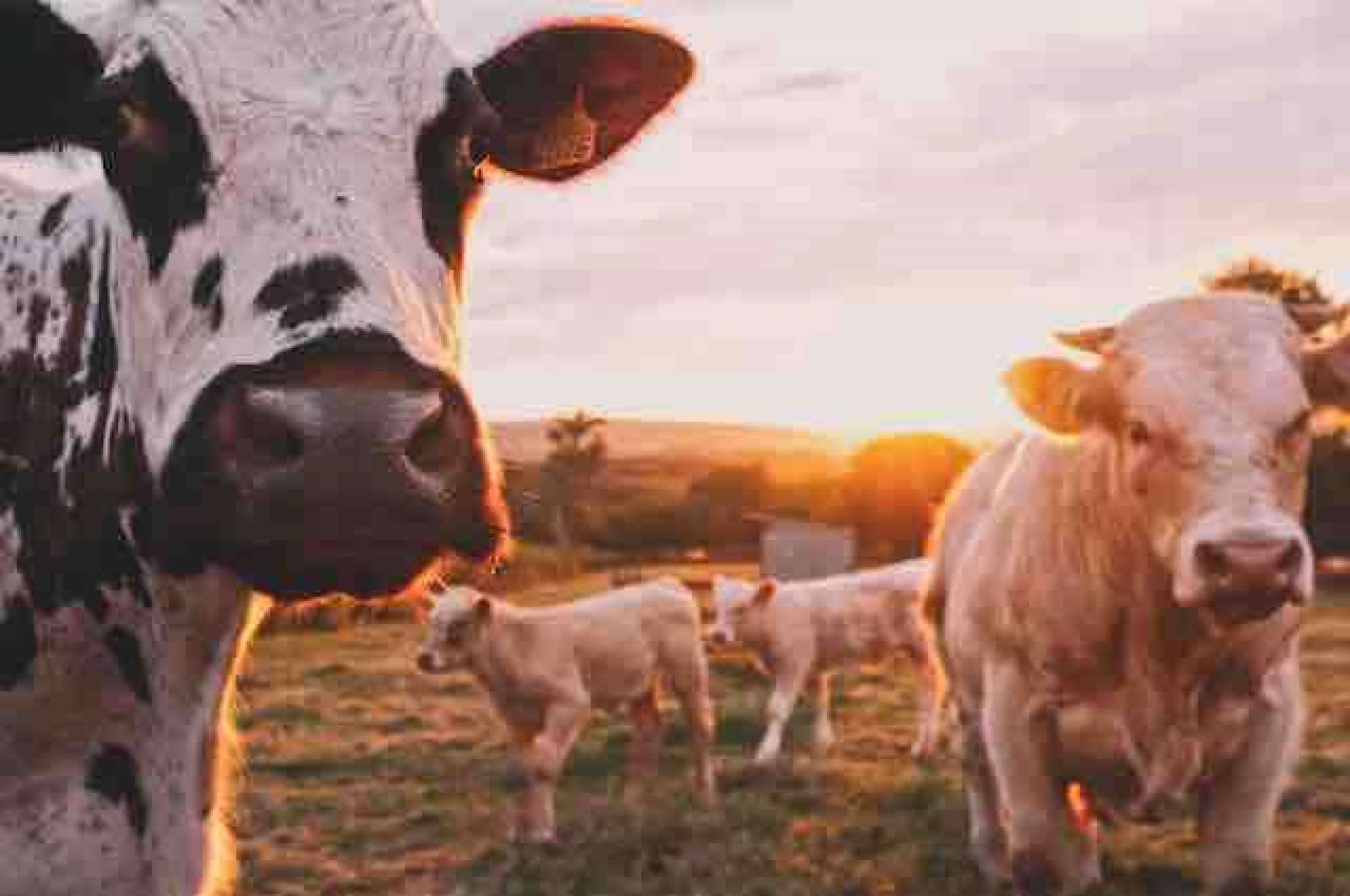 Family dairy farm