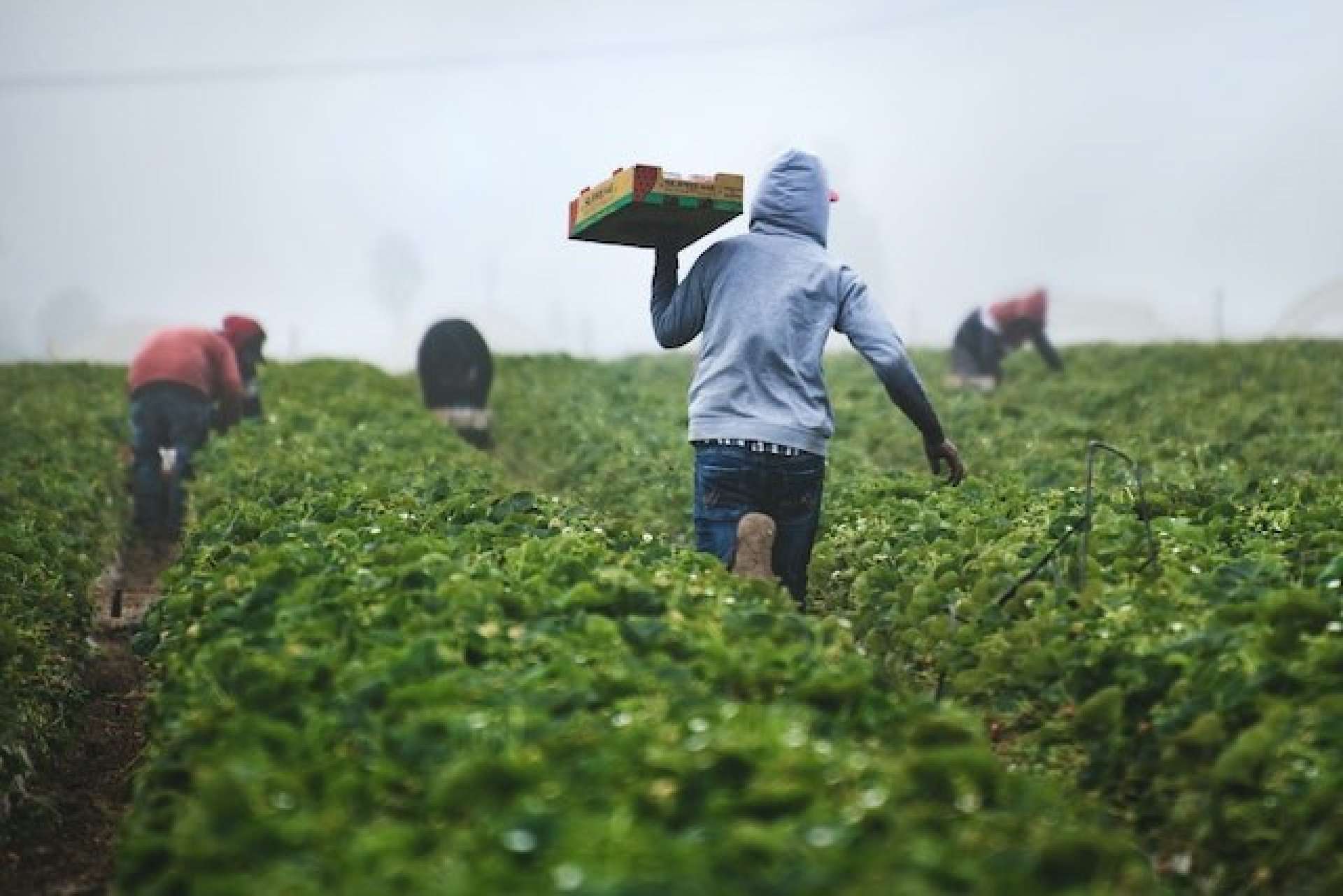 Farm Workers