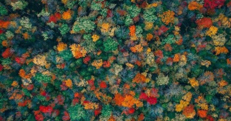 Trees in autumn changing color in the forest.